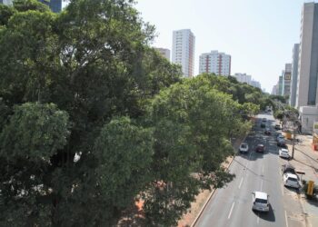 Capital apresenta projeto de compostagem de podas como case de sucesso em Fórum Internacional