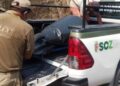 “Lá Paraguaia” é encontrada morta decapitada na fronteira de Corumbá com a Bolívia