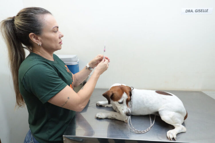 Vacinação de cães e gatos ocorre na Praça Ary Coelho e unidades de saúde na quarta-feira, na Capital