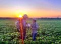 Sustentabilidade: florestas plantadas em MS contribuem para a meta de carbono neutro
