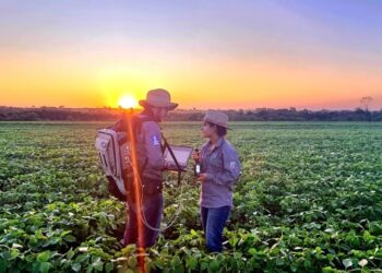 Sustentabilidade: florestas plantadas em MS contribuem para a meta de carbono neutro