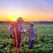 Sustentabilidade: florestas plantadas em MS contribuem para a meta de carbono neutro