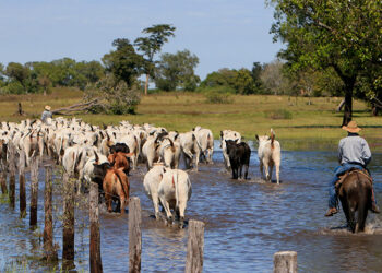 Com faturamento de mais de R$ 1,83 bilhão ao ano, a pecuária é a atividade que mais gera empregos no Pantanal
