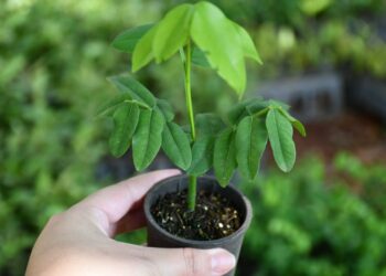 Prefeitura conclui plantio de três mil mudas de frutos nativos em região turística de Campo Grande