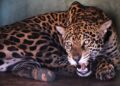 Símbolo de resistência: monitoramento confirma adaptação da onça-pintada Miranda ao habitat natural