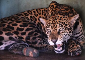 Símbolo de resistência: monitoramento confirma adaptação da onça-pintada Miranda ao habitat natural