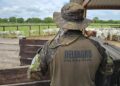 Polícia recupera 126 cabeças de gado furtadas avaliadas em R$ 400 mil em MS