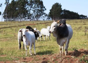 Atenção: pecuaristas devem atualizar cadastro de rebanhos na Iagro até o dia 30 de novembro