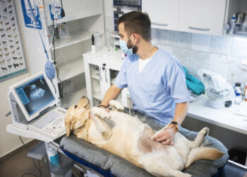 Diagnósticos por IA estão mais presentes na rotina dos veterinários