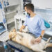 Diagnósticos por IA estão mais presentes na rotina dos veterinários
