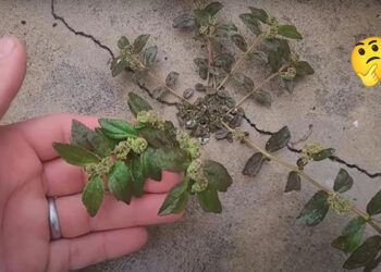 Planta que nasce na calçada de casa pode mudar a vida da sua família e você só precisa de 1 folha