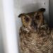 Imasul transfere filhotes de tuiuiú e corujas para zoológico em São Paulo