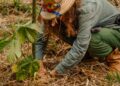 Grupo patrocina projeto de reflorestamento “Mil Pelo Planeta” no Pantanal