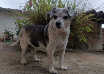 Animais idosos merecem atenção redobrada dos tutores