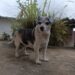 Animais idosos merecem atenção redobrada dos tutores
