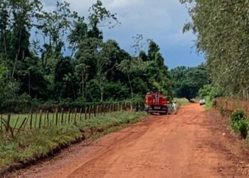 Homem foge da PRF, entra em mata, é atacado por abelhas e morre, em Nova Andradina