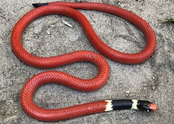 Homem é picado por cobra, não resiste e morre