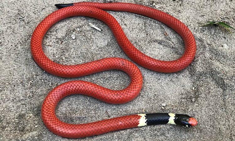 Homem é picado por cobra, não resiste e morre