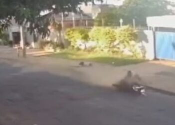 Capivara News TV: Motociclista bêbado e drogado é preso, após atropelar idosa e fugir