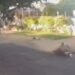 Capivara News TV: Motociclista bêbado e drogado é preso, após atropelar idosa e fugir
