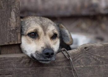 Crimes de maus-tratos a animais em MS podem ser denunciados pela Delegacia Virtual