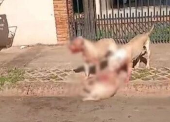 Capivara News TV: Vídeo mostra Pitbulls ” estraçalhando” dois cães menores, em Chapadão do Sul