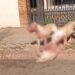 Capivara News TV: Vídeo mostra Pitbulls ” estraçalhando” dois cães menores, em Chapadão do Sul