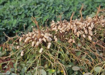 MS se consolida como 2º maior produtor de amendoim no país por meio da diversificação agrícola