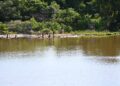 Desassoreamento do lago de contenção no Parque das Nações Indígenas chega a 80% e já repercute no ecossistema