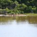 Desassoreamento do lago de contenção no Parque das Nações Indígenas chega a 80% e já repercute no ecossistema