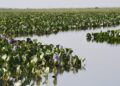 ICMS Ecológico: Governo de MS divulga índices da participação dos municípios para 2025