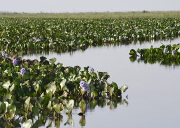 ICMS Ecológico: Governo de MS divulga índices da participação dos municípios para 2025