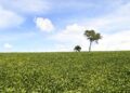Mais de 70% das lavouras de soja apresentam boas condições de desenvolvimento, atesta Projeto Siga/MS