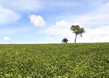 Mais de 70% das lavouras de soja apresentam boas condições de desenvolvimento, atesta Projeto Siga/MS