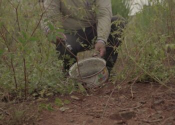 MS avança no combate às arboviroses e projeta 7,6 milhões de visitas em 2025