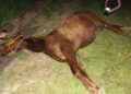 Colisão de moto com cavalo mata condutor, animal e deixa um adolescente ferido