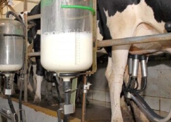 Proleite: Governo de MS inicia programa para melhorar rebanho e aumentar produção de leite