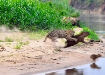 Capivara News TV: Vídeo mostra capivara se sacrificando para salvar filhotes de ataque de onça no Pantanal