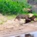 Capivara News TV: Vídeo mostra capivara se sacrificando para salvar filhotes de ataque de onça no Pantanal