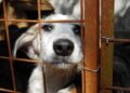 Ferramenta de MS registra 40 denúncias por semana e reforça combate aos maus-tratos de animais