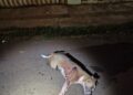 Guardas precisam atirar e matar Pitbulls que atacavam casal no Estrela do Sul