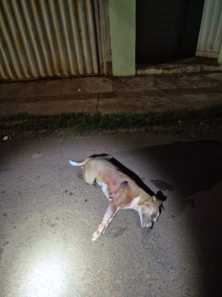 Guardas precisam atirar e matar Pitbulls que atacavam casal no Estrela do Sul