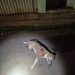 Guardas precisam atirar e matar Pitbulls que atacavam casal no Estrela do Sul