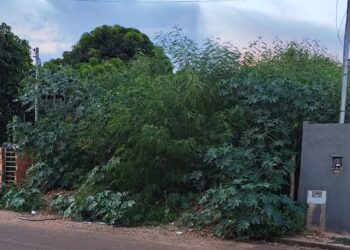 Terreno baldio com mato alto é dor de cabeça e risco de doenças no Residencial Búzios