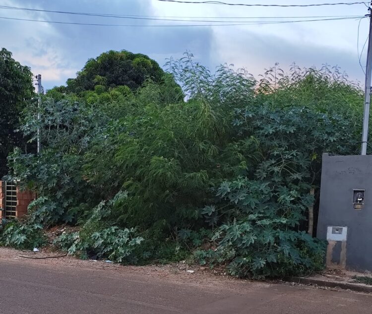 Terreno baldio com mato alto é dor de cabeça e risco de doenças no Residencial Búzios