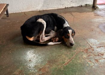 Homem é preso por abandonar um cão na rua, no Bairro Universitárias, em Campo Grande