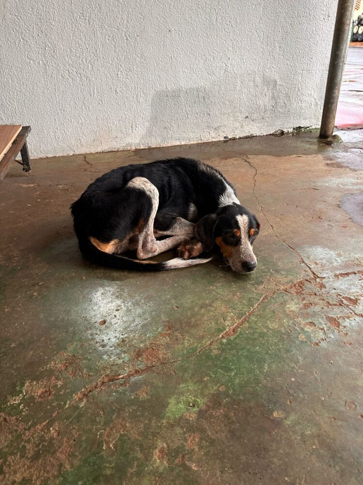 Homem é preso por abandonar um cão na rua, no Bairro Universitárias, em Campo Grande