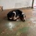 Homem é preso por abandonar um cão na rua, no Bairro Universitárias, em Campo Grande