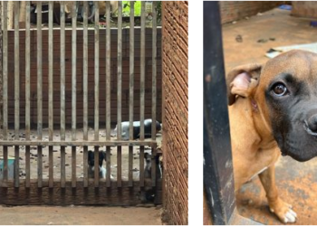 Jovem é preso por manter 4 cães praticamente abandonados no Jardim São Conrado