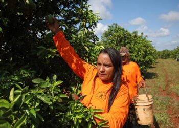 Nova fronteira: citricultura abre oportunidades e muda a vida de trabalhadores em Mato Grosso do Sul